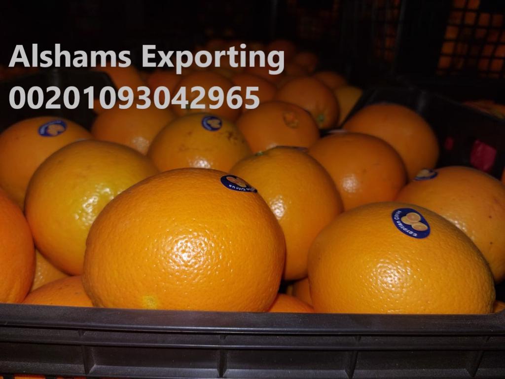 Product image - To ensure that you get the best quality and the best price, you have to deal with Alshams company.
We are  alshams an import and export company that offer all kinds of agriculture crops.
We offer you  Fresh orange
